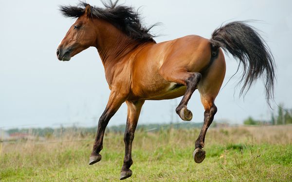 hestefoder